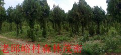 山东临沂：集体山林长期被盗伐犯罪分子